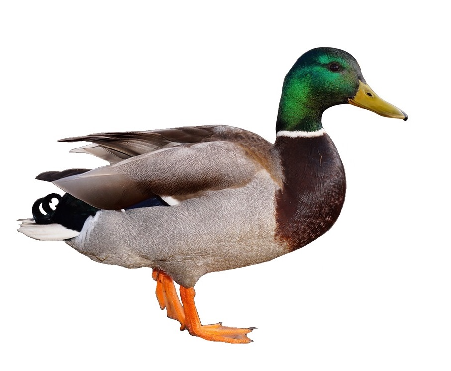 This is a duck.